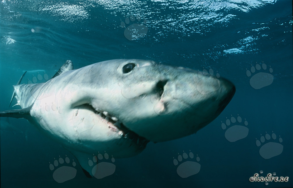 Tiburones blancos: Fascinante toma submarina frente a Sudáfrica