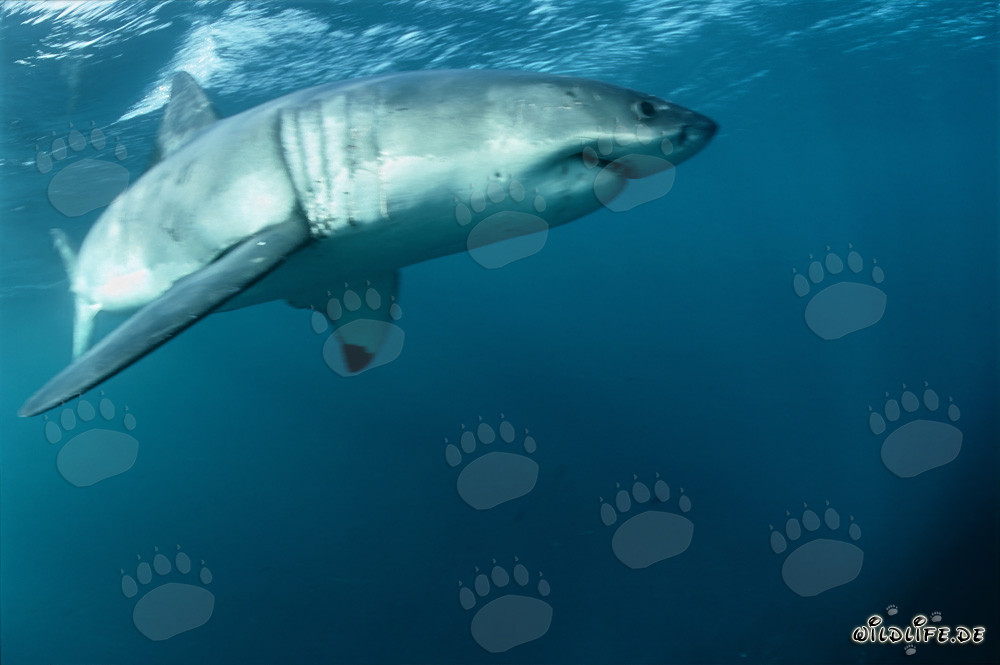 Grand requin blanc - La nageoire pectorale du Grand Blanc presque devant la caméra