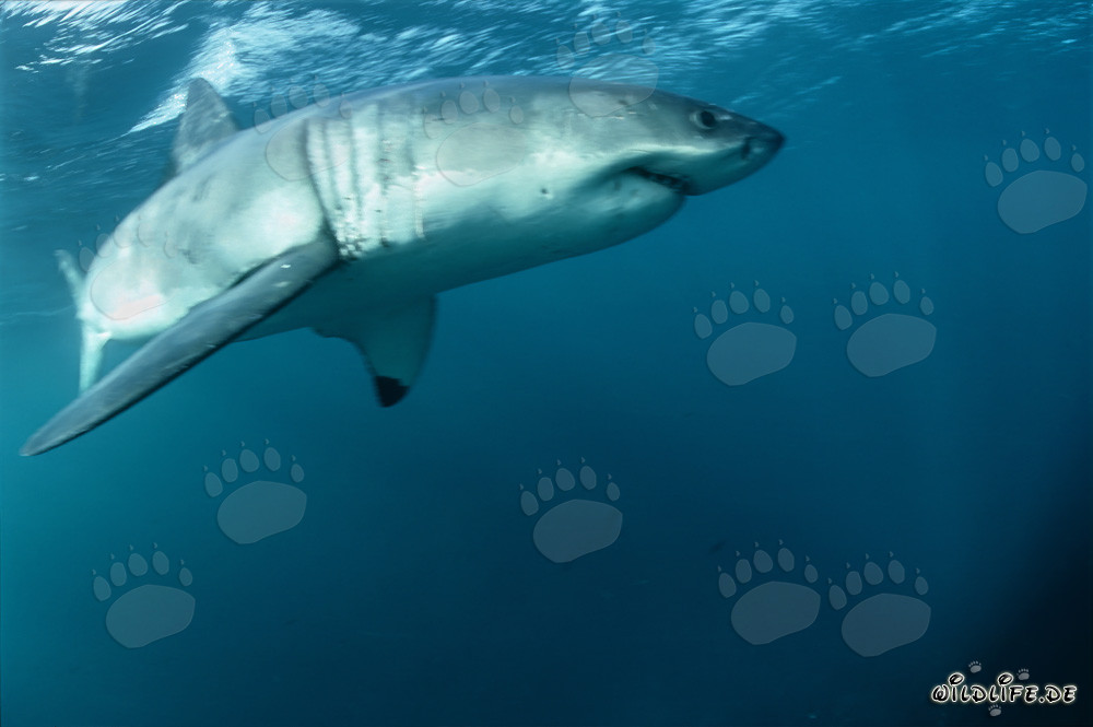 Great White Shark - The pectoral fin of the Great White almost in front of the camera