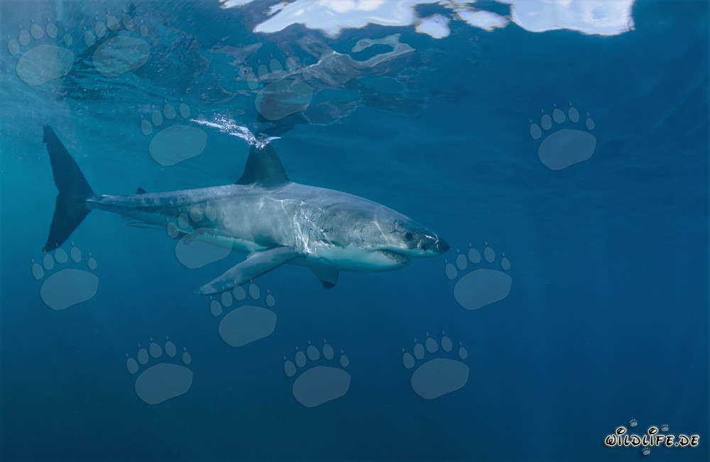 Le majestueux grand requin blanc glisse élégamment dans l'eau