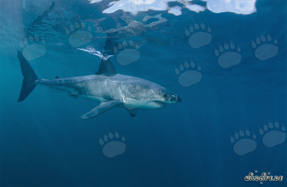 Majestic Great White Shark elegantly glides through the water