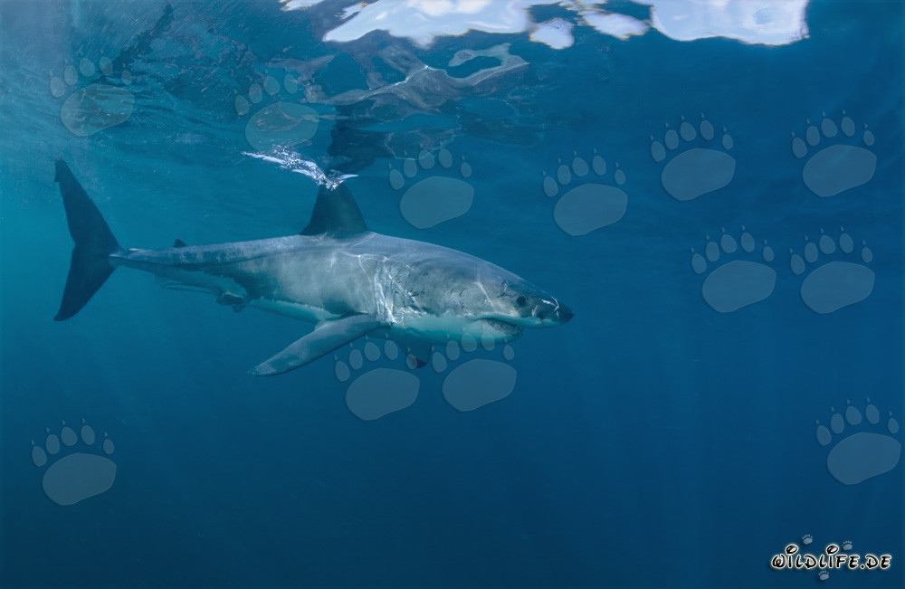 Gran tiburón blanco majestuoso se desliza elegantemente por el agua