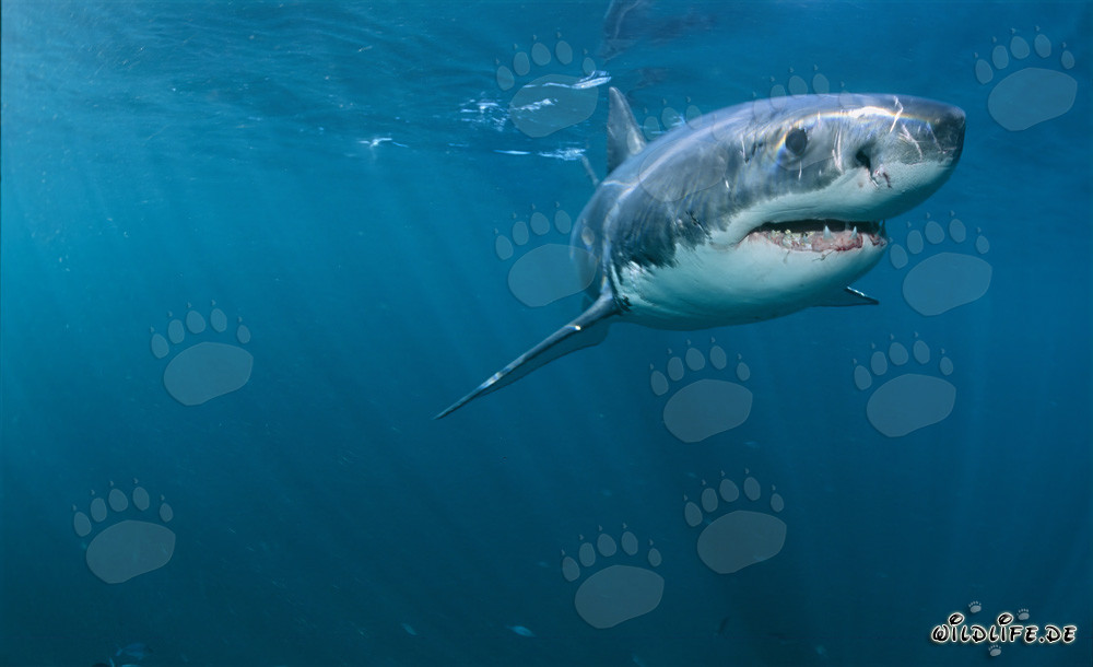 Le majestueux grand requin blanc au large de la côte sud-africaine