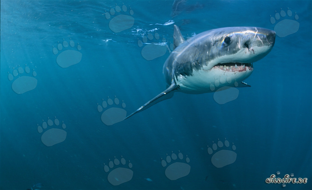 The majestic Great White Shark off the coast of South Africa