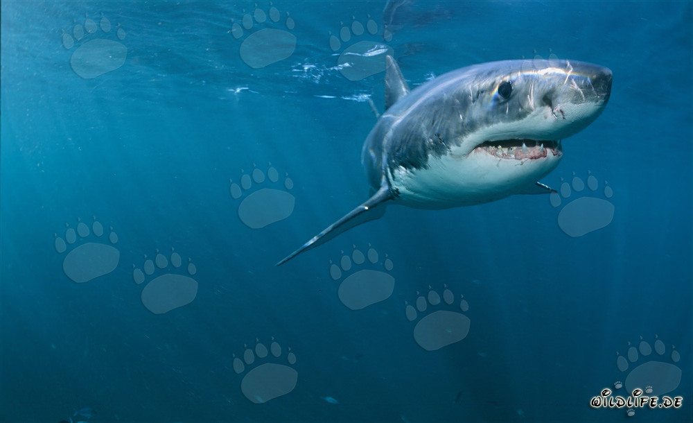 El majestuoso tiburón blanco frente a la costa de Sudáfrica