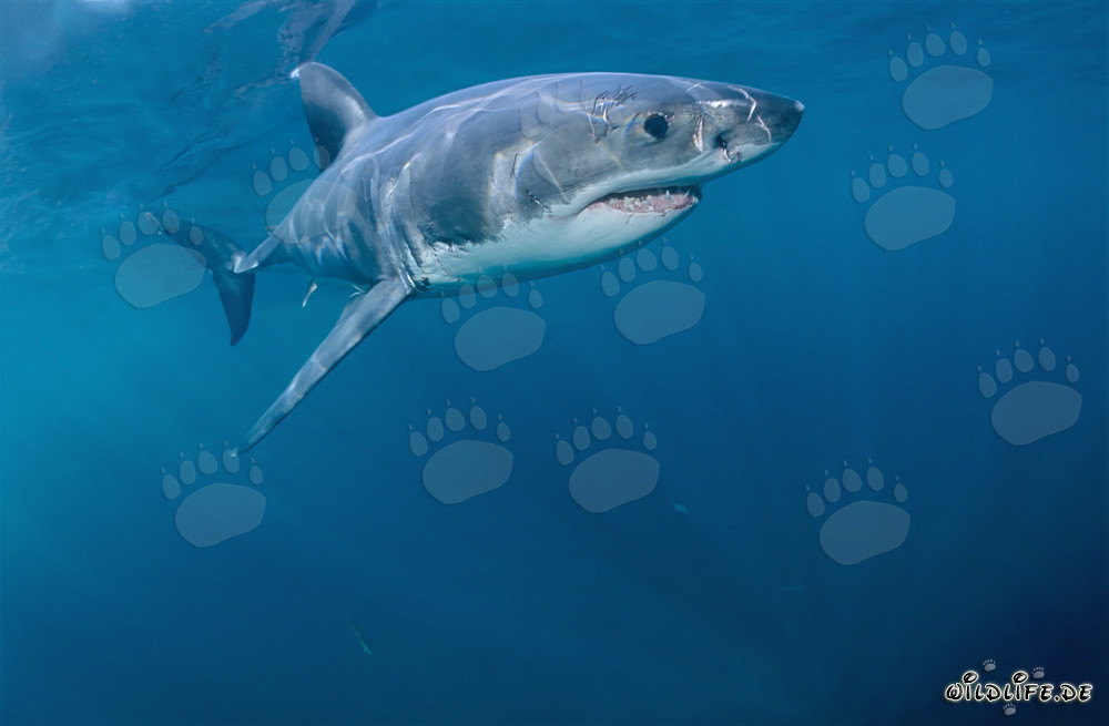 Roi des mers : Grand requin blanc