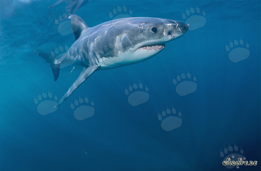 Lord of Sea: Great White Shark