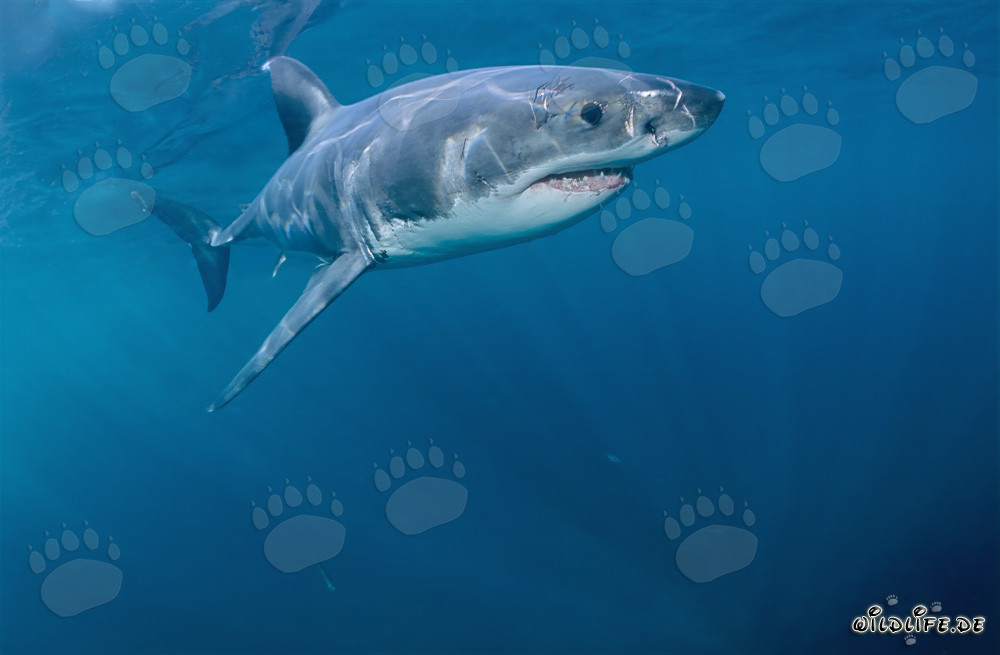 Rey de los mares: Tiburón blanco