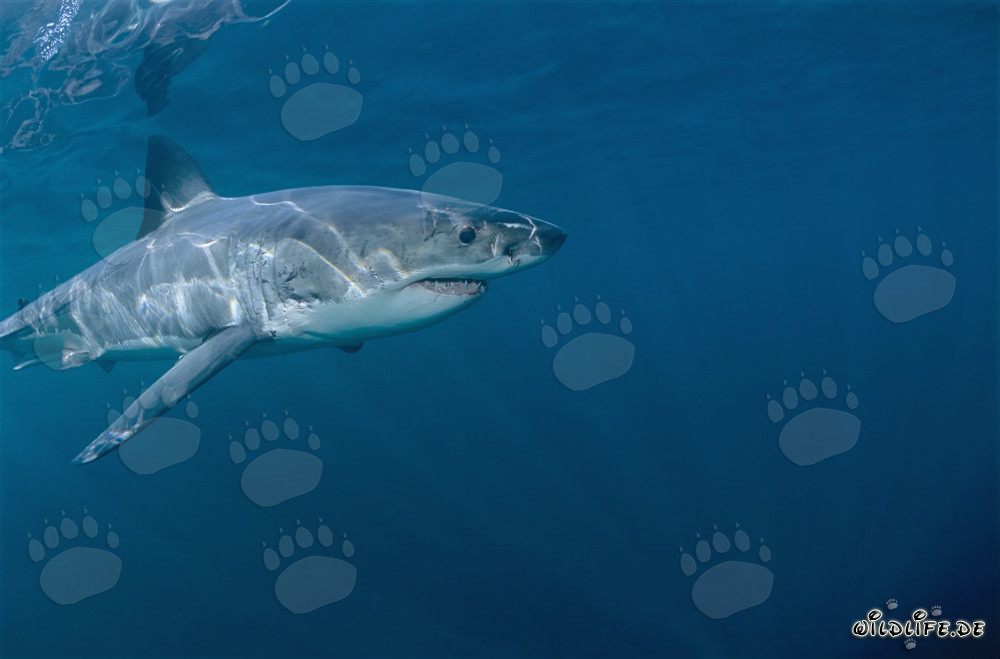 Fascinating Predator of the Seas: Great White Shark