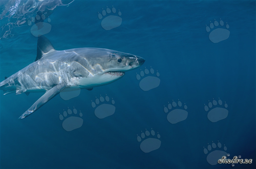Chasseur fascinant des mers : Requin blanc