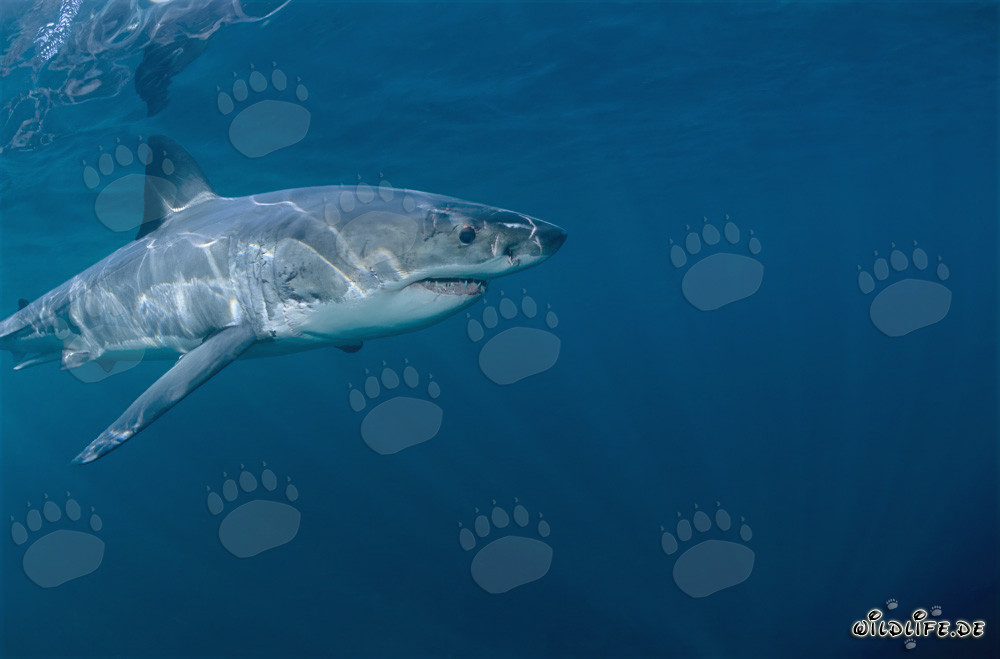 Fascinante cazador de los mares: Tiburón blanco