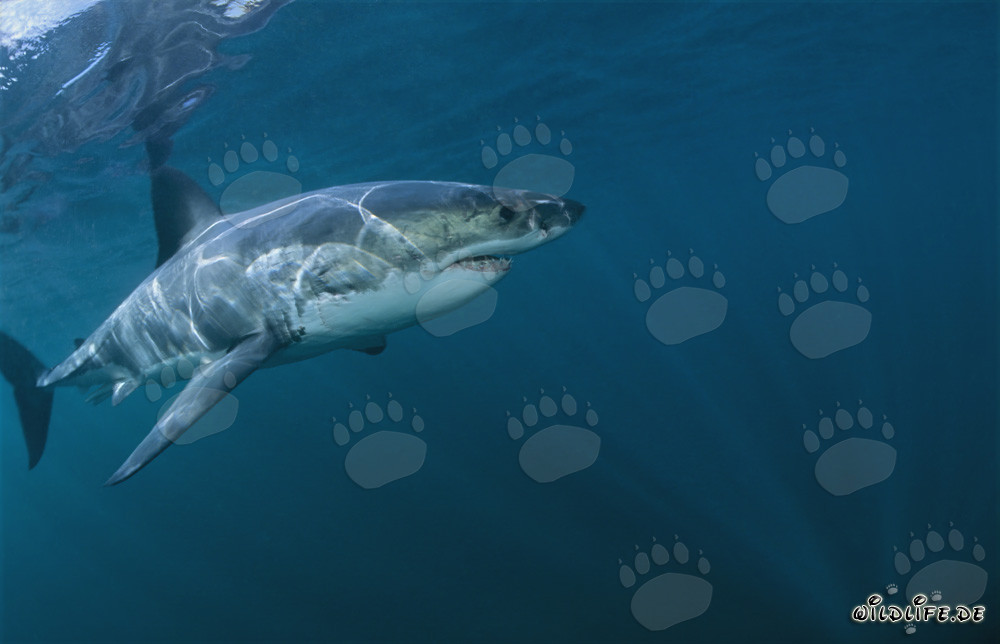 Maîtres des mers : Grand requin blanc