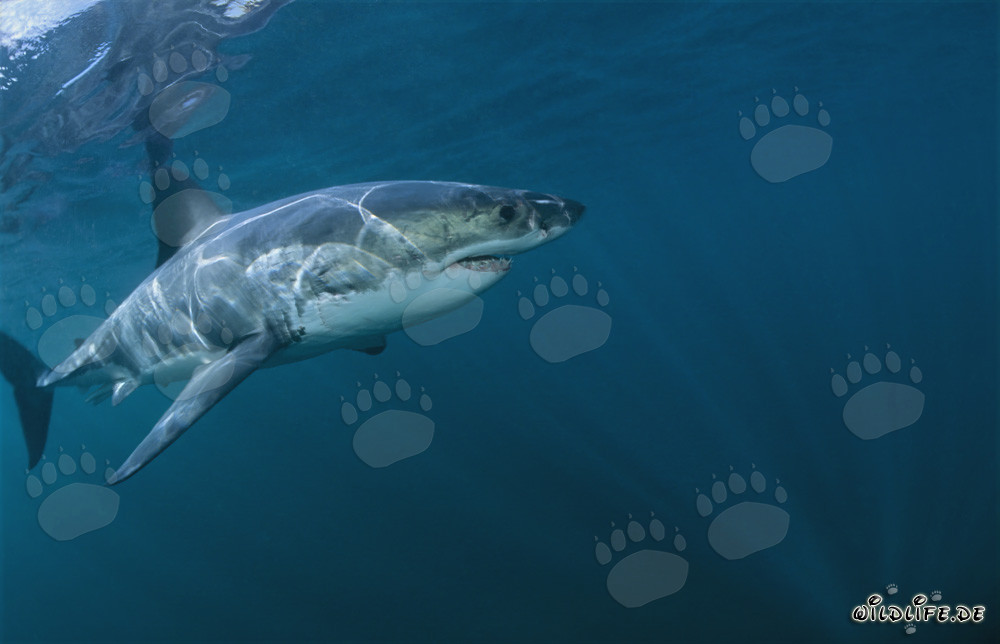Ruler of the Seas: Great White Shark