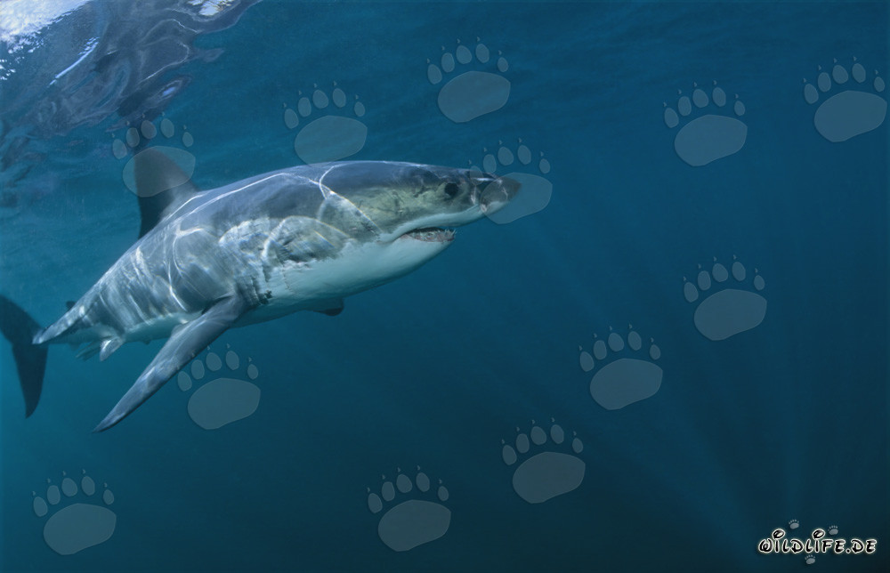 Soberano de los mares: Tiburón blanco