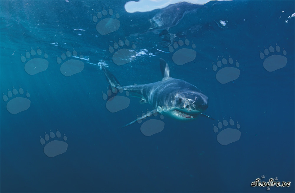 Curious Baby Great White Shark exploring the surroundings