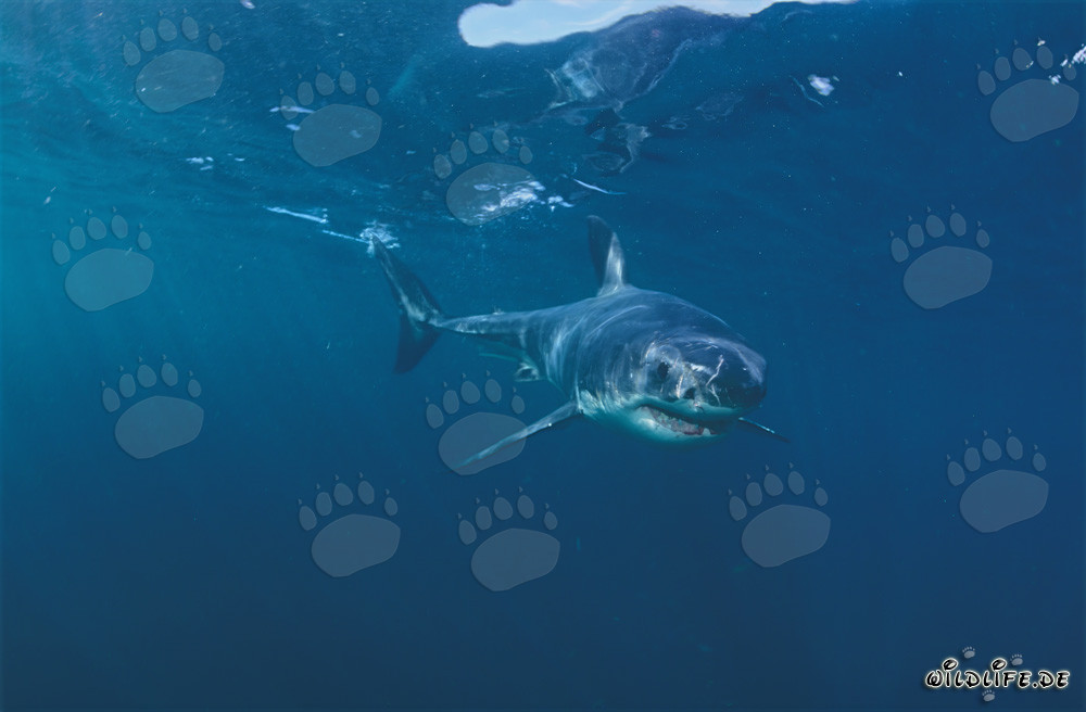 Jeune requin blanc curieux explore son environnement