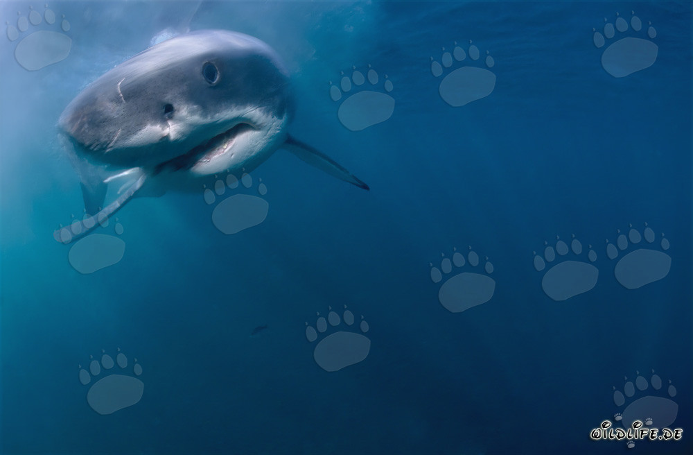 Curious Baby Great White Shark approaching