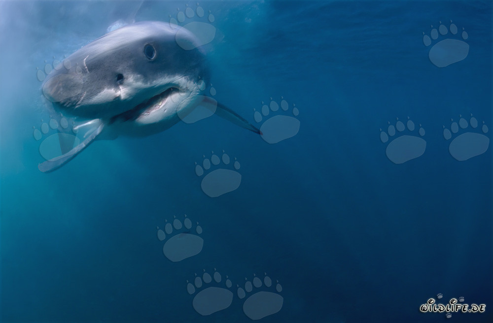 Jeune requin blanc curieux s'approche