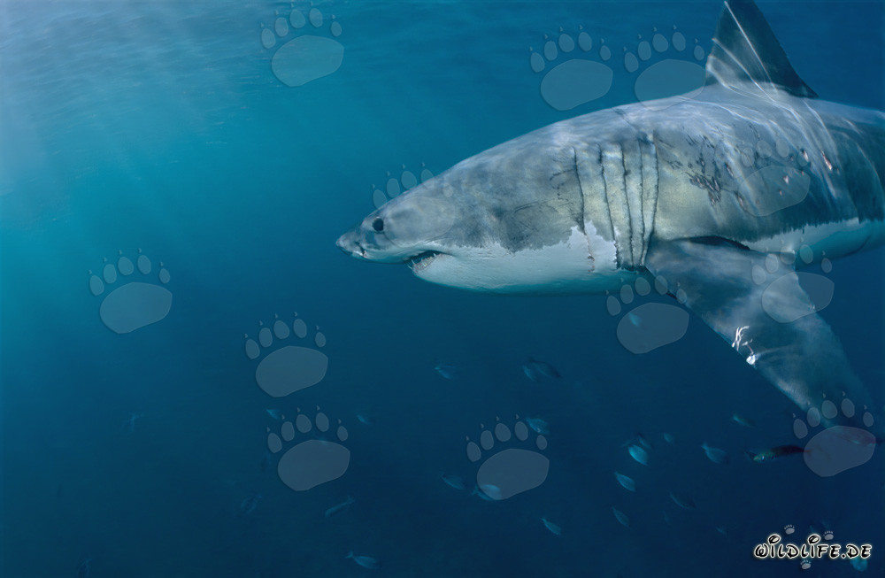 Grand requin blanc majestueux dans les eaux au large de l'Afrique du Sud