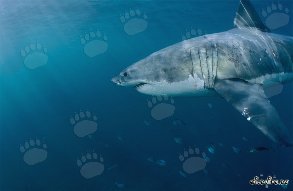 Majestic Great White Shark in the Waters off South Africa