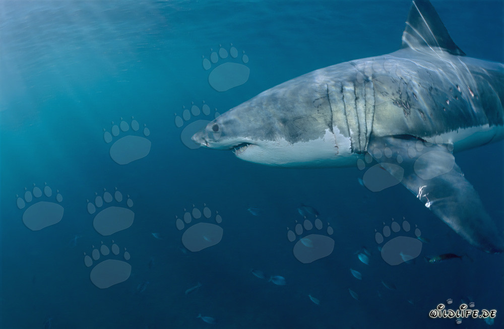 Majestuoso tiburón blanco en las aguas frente a Sudáfrica