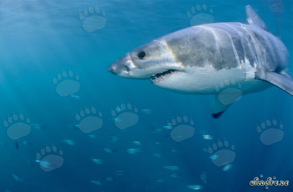 Grand requin blanc entouré de poissons curieux