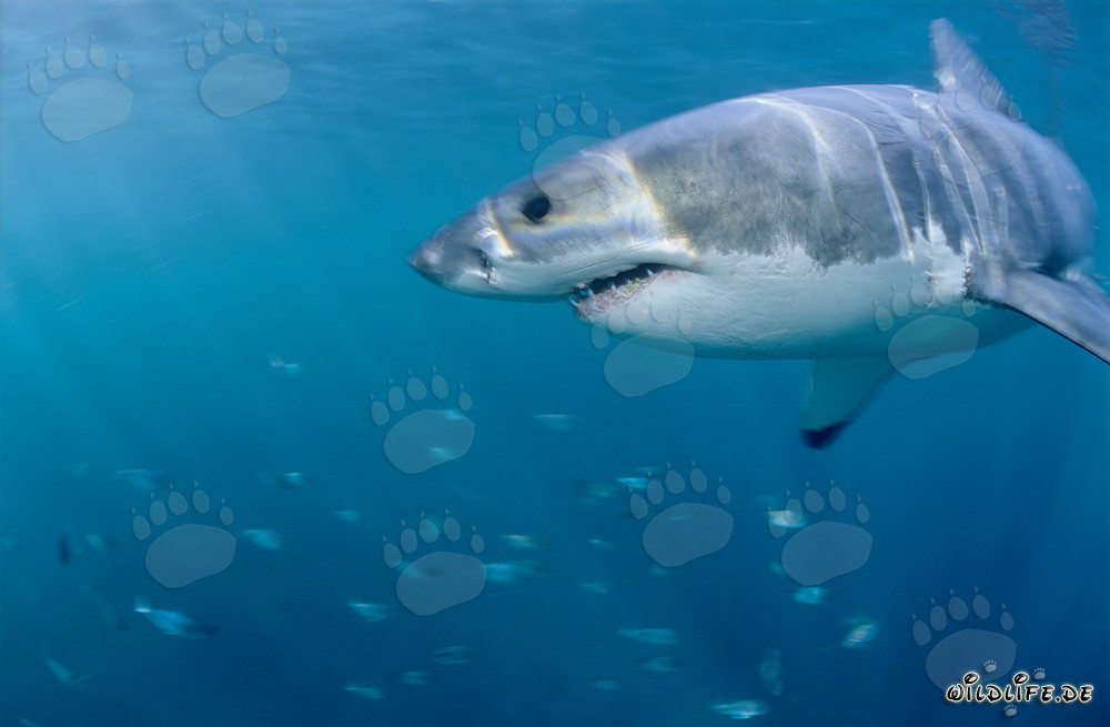 Impressive Great White Shark surrounded by curious fish