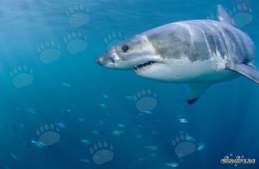 Impresionante tiburón blanco rodeado de peces curiosos