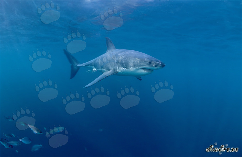 Gran tiburón blanco rodeado de pequeños peces frente a la costa de Sudáfrica