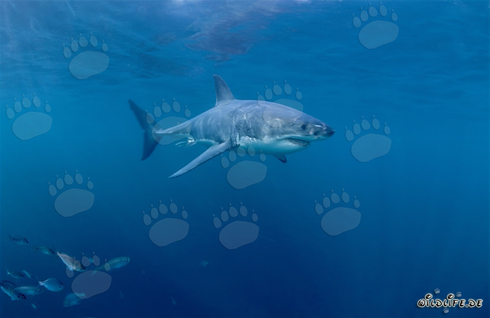 Grand requin blanc entouré de petits poissons au large de la côte sud-africaine
