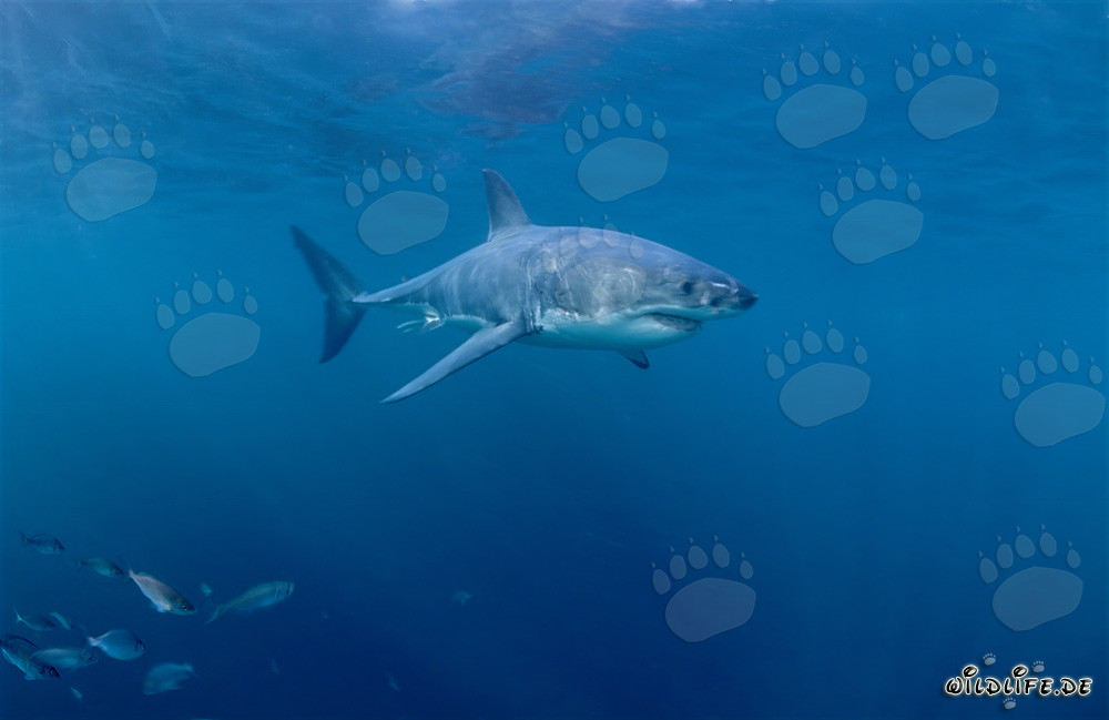 Impressive Great White Shark surrounded by small fish off the South African coast