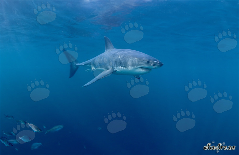 Imposanter Weißer Hai umgeben von kleinen Fischen vor der Küste Südafrikas