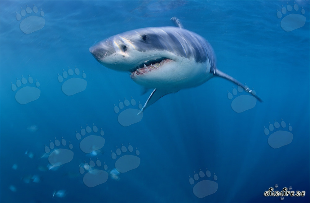 Requins blancs - Les majestueux géants des mers