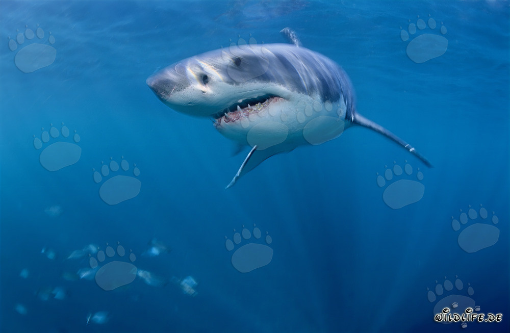Tiburones blancos - Los majestuosos gigantes de los mares