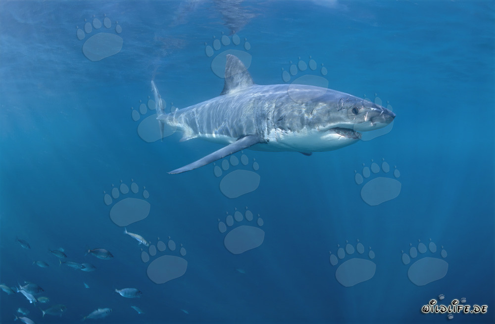 Fascinating Great White Shark Gliding Through the Waters off the Coast of South Africa