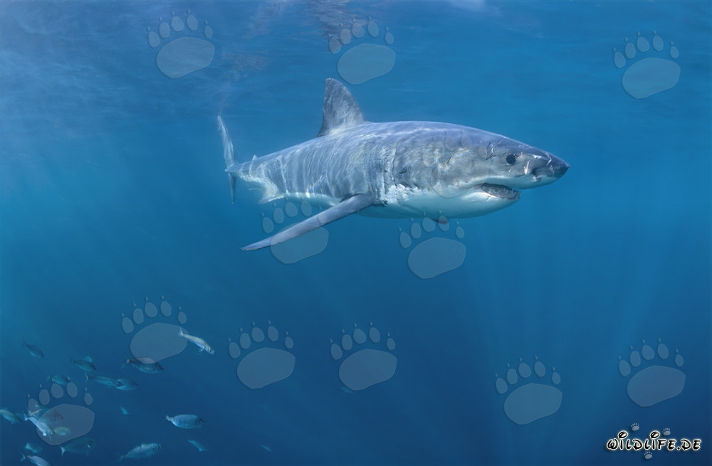Fascinante tiburón blanco deslizándose por el agua frente a la costa de Sudáfrica
