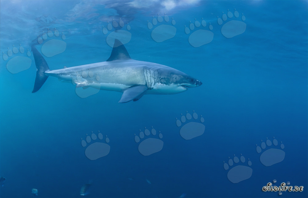 Majestic Great White Shark in the Waters off South Africa