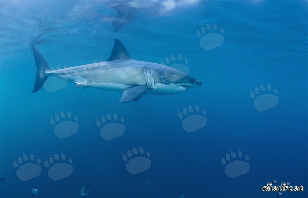 Majestuoso tiburón blanco en las aguas frente a Sudáfrica