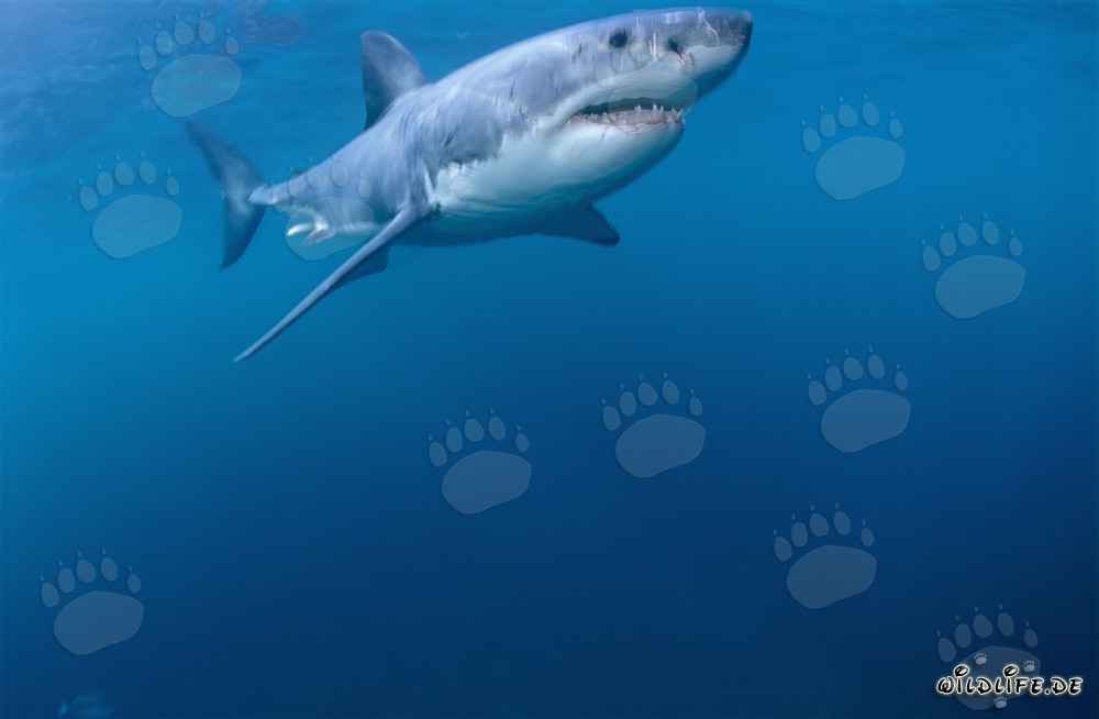 Great White Shark at the Water Surface