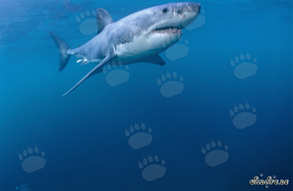 Requin blanc à la surface de l'eau