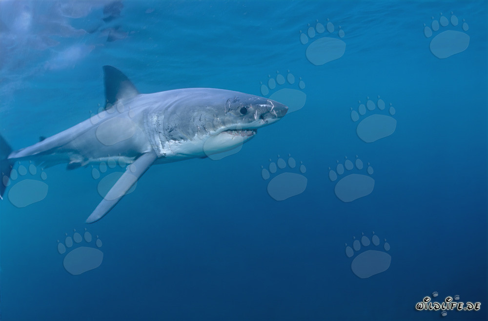 Élégant prédateur des mers Requin blanc
