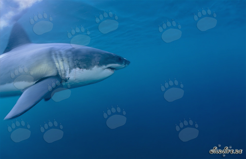 Grand requin blanc : majestueux habitant des mers au large des côtes sud-africaines