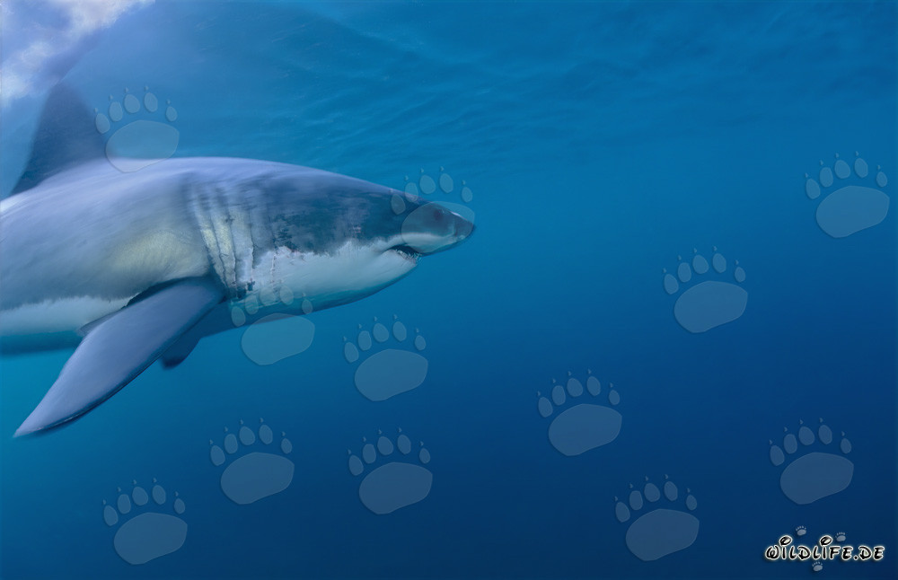 Impressive Great White Shark: Majestic Marine Creature off the Coast of South Africa