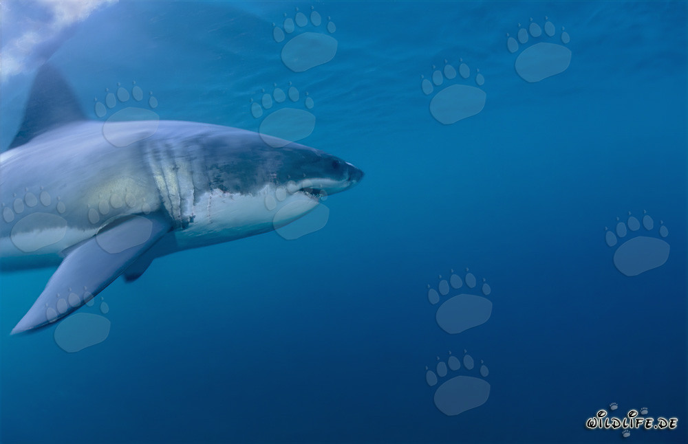 Imponente squalo bianco: maestoso abitante marino al largo della costa sudafricana