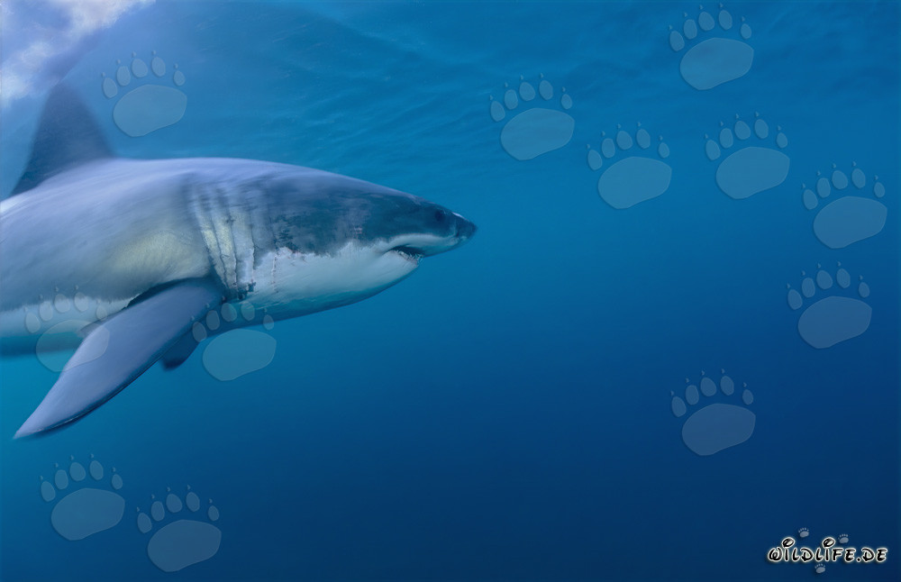 Impresionante tiburón blanco: majestuoso habitante marino frente a la costa de Sudáfrica