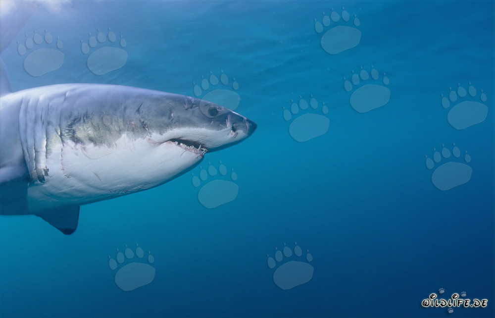 Impressive profile portrait of the Great White Shark (Carcharodon carcharias)