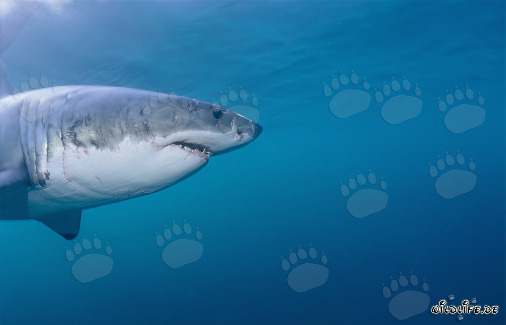 Ritratto imponente dello squalo bianco (Carcharodon carcharias)
