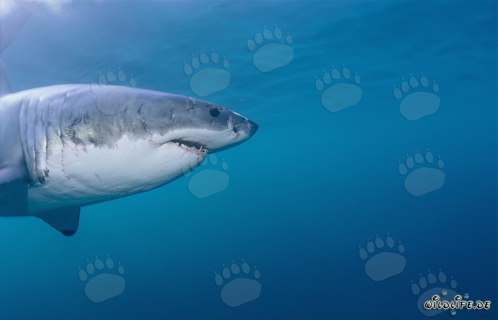Retrato impresionante del tiburón blanco (Carcharodon carcharias)