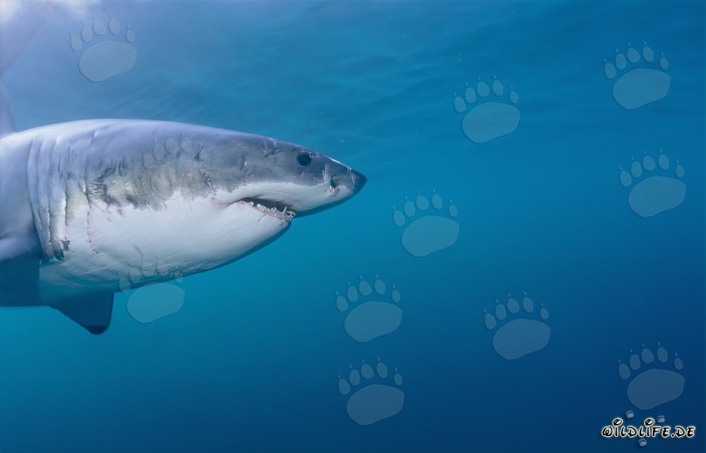 Imposantes Seitenporträt des Weißen Hais (Carcharodon carcharias)