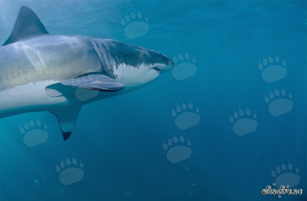 Gran Tiburón Blanco presenta sus impresionantes aletas pectorales frente a la costa de Sudáfrica